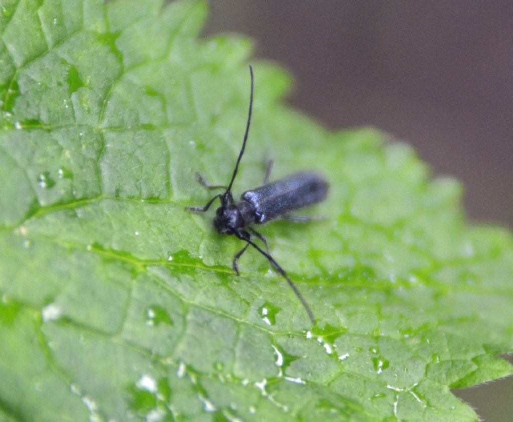 Cerambycidae: Stenostola dubia